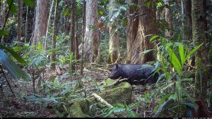 Camera Traps - October 2025
