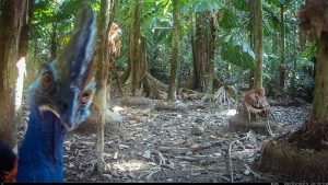 Camera Traps - October 2025