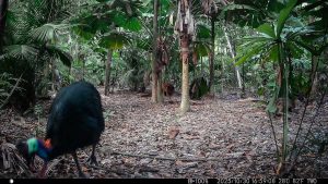 Camera Traps - October 2025