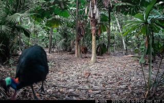 Camera Traps - October 2025