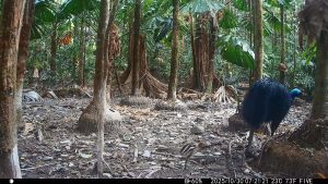 Camera Traps - October 2025