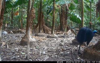 Camera Traps - October 2025