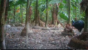 Camera Traps - October 2025