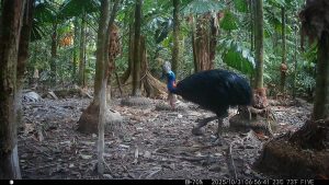 Camera Traps - October 2025