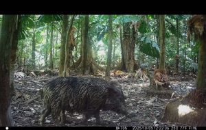 Camera Traps - October 2025