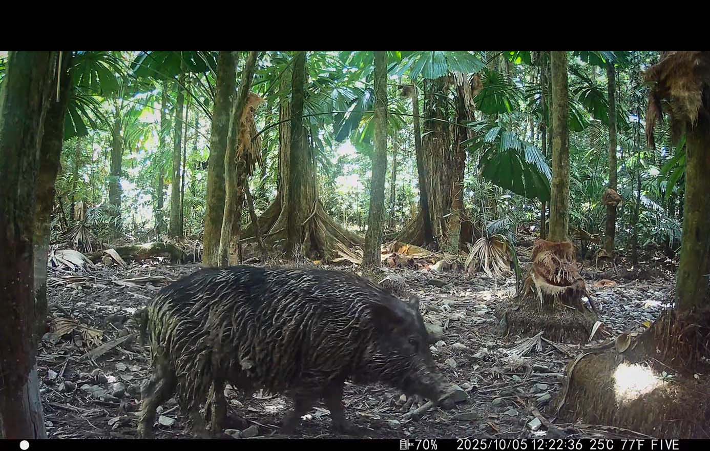 Camera Traps - October 2025