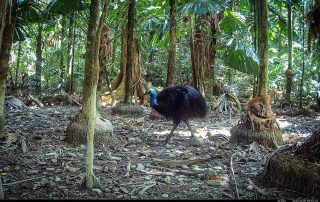 Camera Traps - November 2025