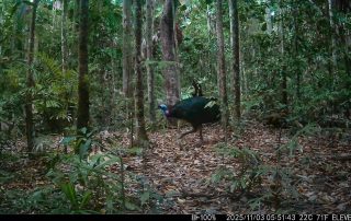 Camera Traps - November 2025