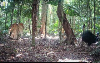 Camera Traps - November 2025