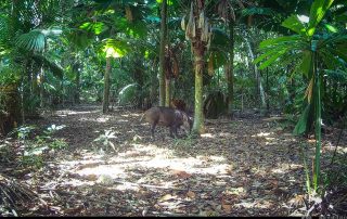 Camera Traps - November 2025