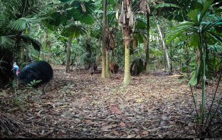Camera Traps - November 2025