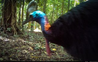 Camera Traps - November 2025