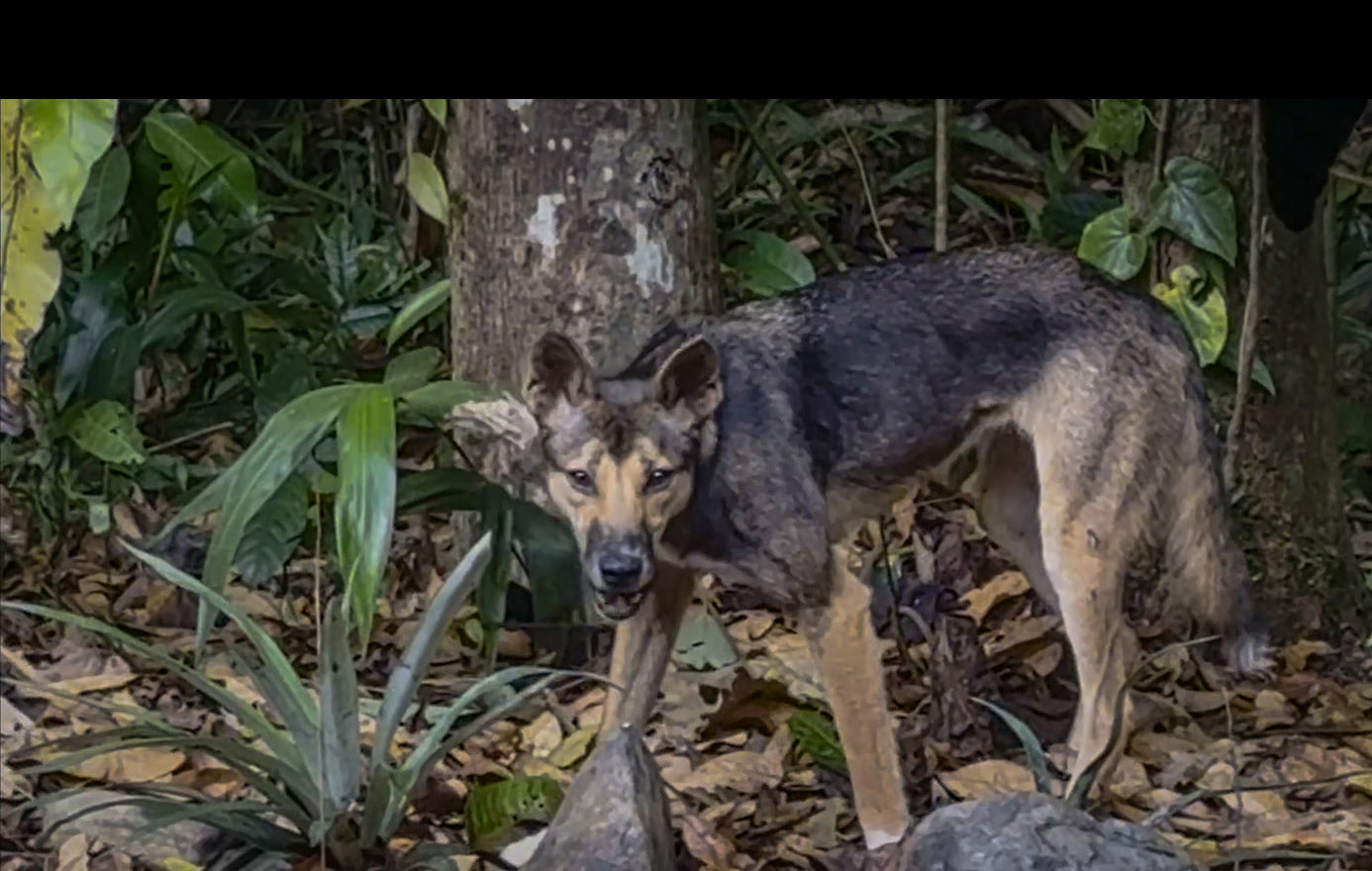 Camera Traps - November 2025