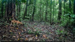 Camera Traps - December 2025
