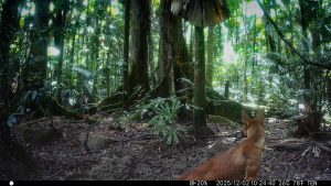 Camera Traps - December 2025