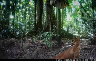 Camera Traps - December 2025