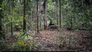 Camera Traps - December 2025