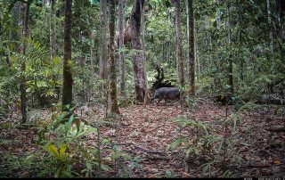 Camera Traps - December 2025