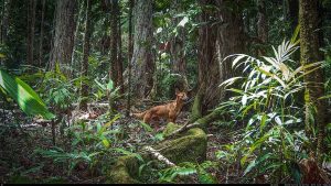 Camera Traps - December 2025