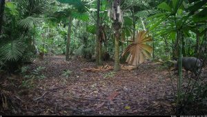 Camera Traps - December 2025