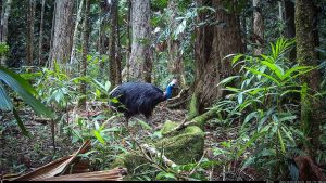 Camera Traps - December 2025