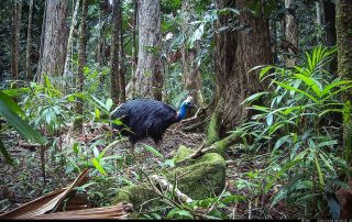 Camera Traps - December 2025