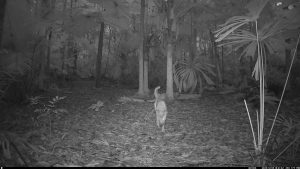 Camera Traps - December 2025