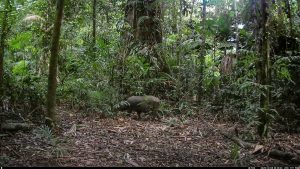 Camera Traps - December 2025