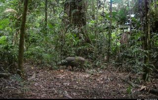 Camera Traps - December 2025