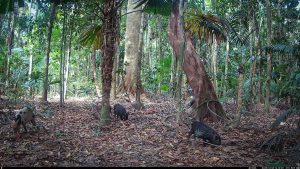 Camera Traps - December 2025