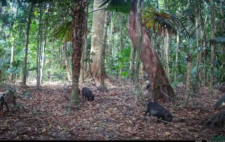 Camera Traps - December 2025