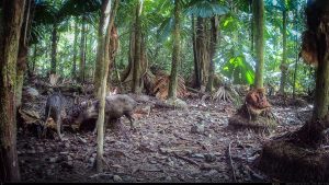 Camera Traps - December 2025