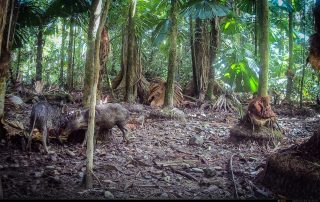 Camera Traps - December 2025