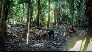 Camera Traps - December 2025