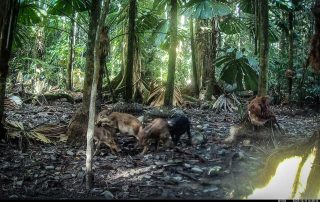 Camera Traps - December 2025