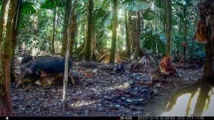 Camera Traps - December 2025
