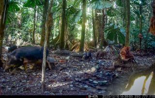 Camera Traps - December 2025