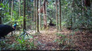 Camera Traps - December 2025