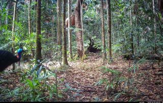 Camera Traps - December 2025