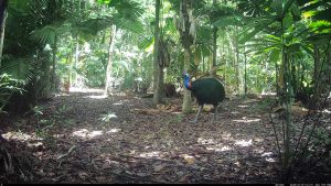 Camera Traps - December 2025
