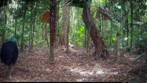 Camera Traps - December 2025