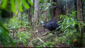 Camera Traps - December 2025
