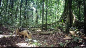 Camera Traps - December 2025