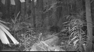 Camera Traps - December 2025