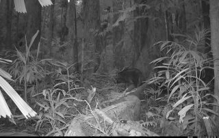 Camera Traps - December 2025