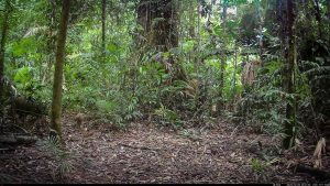 Camera Traps - December 2025
