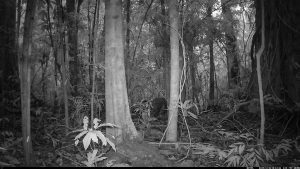 Camera Traps - December 2025