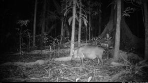 Camera Traps - December 2025