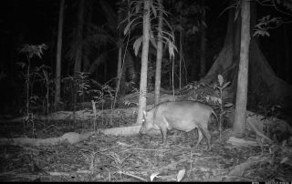 Camera Traps - December 2025