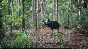 Camera Traps - December 2025